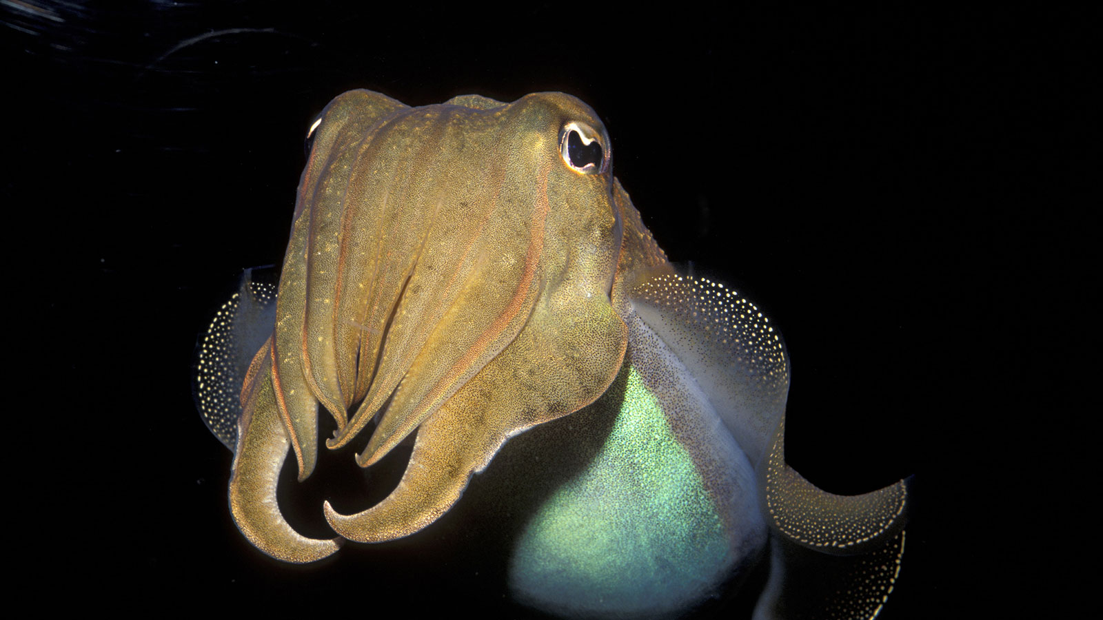 cuttlefish vs squid vs octopus