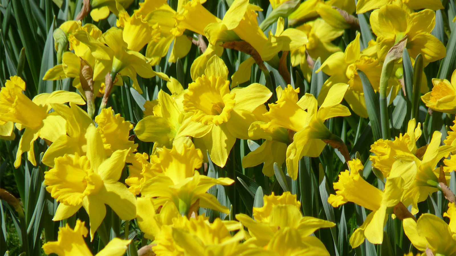 All About Daffodils