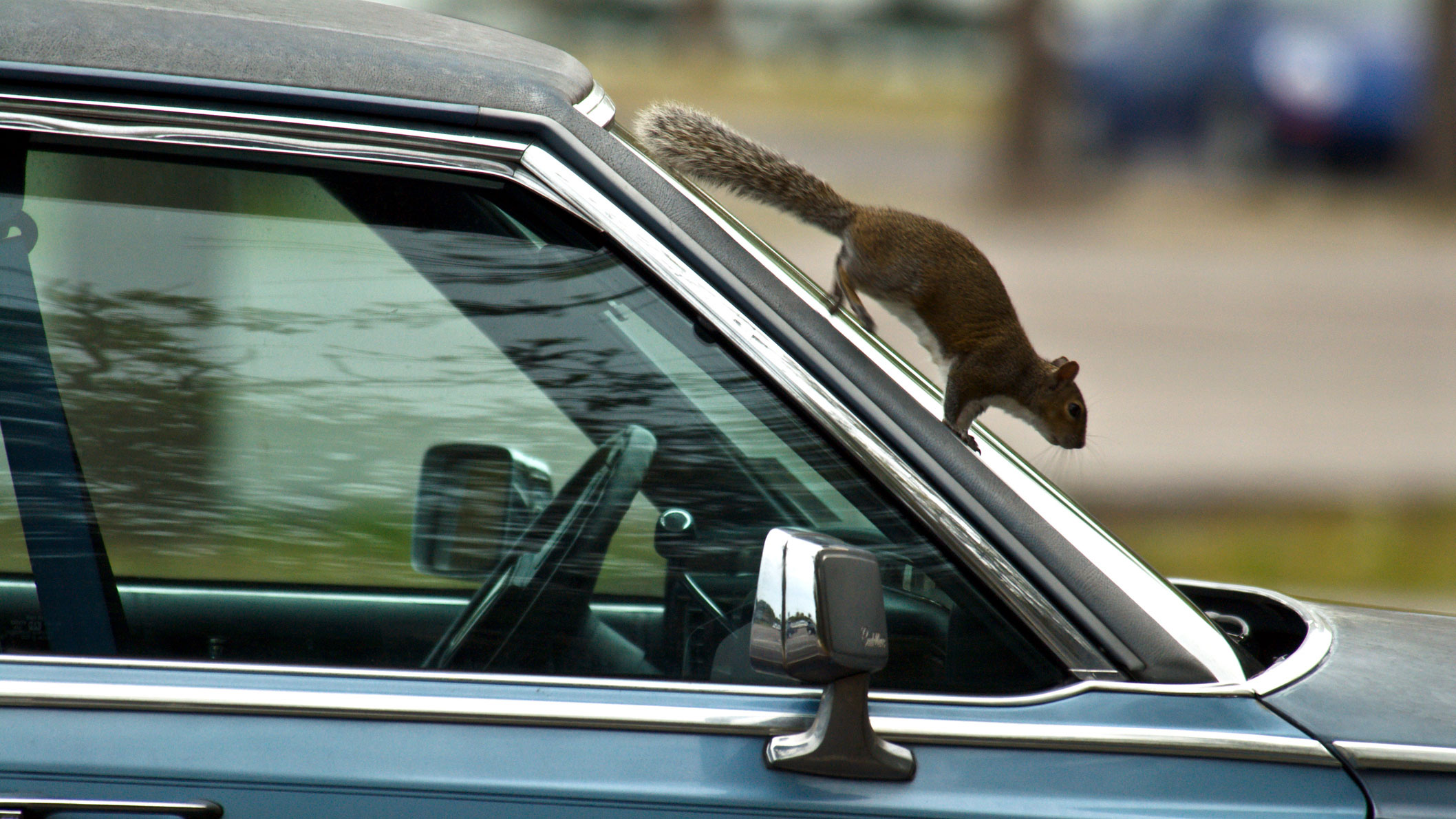 How Do I Get Rid Of A Dead Animal Smell In My Car Howstuffworks