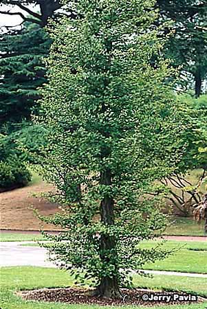 The ginkgo, or maidenhair tree, is an ancient flowering tree.