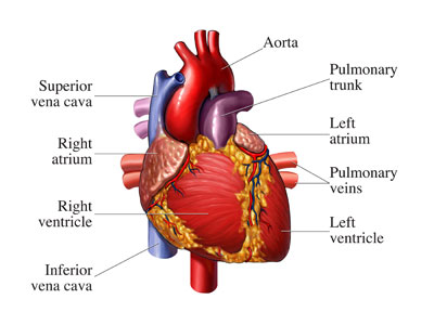 superior vena cava cadaver heart