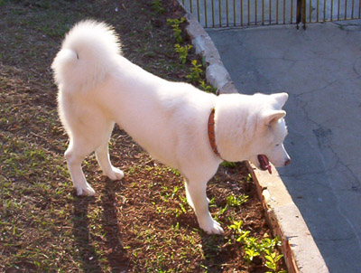 pictures of purebred dogs