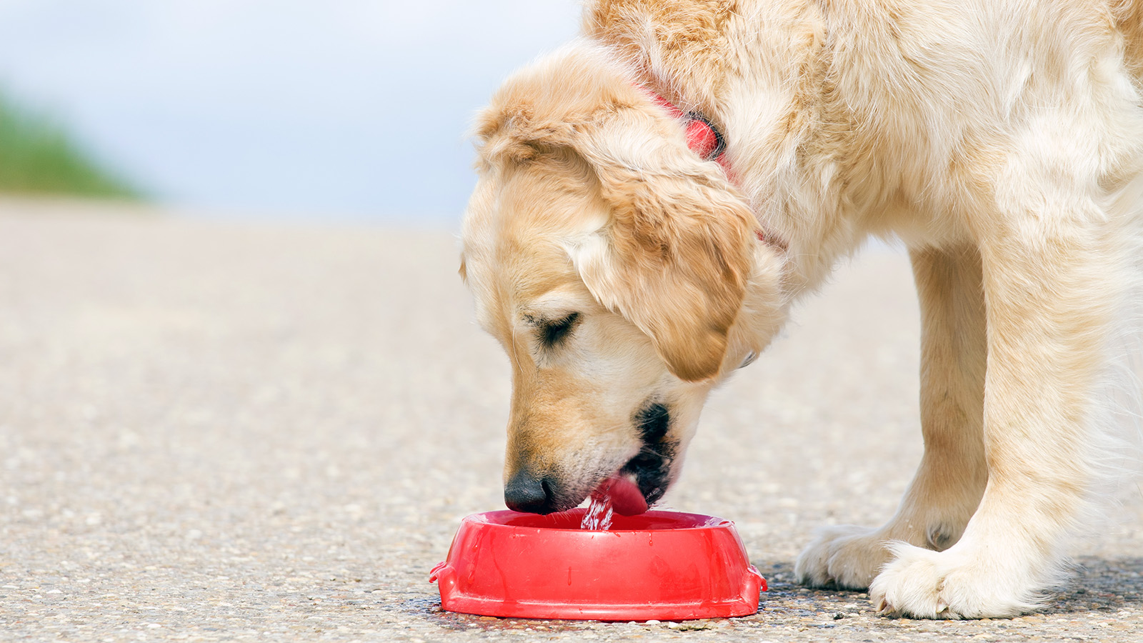 Dog Bowls Are Breeding Grounds For Bacteria | HowStuffWorks