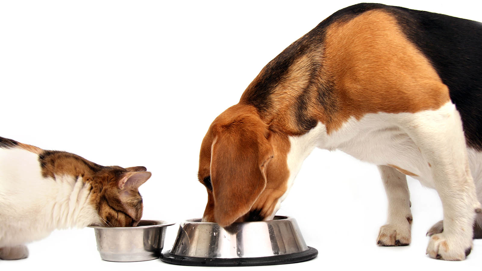 Can I Feed My Dog Cat Food in a Pinch HowStuffWorks