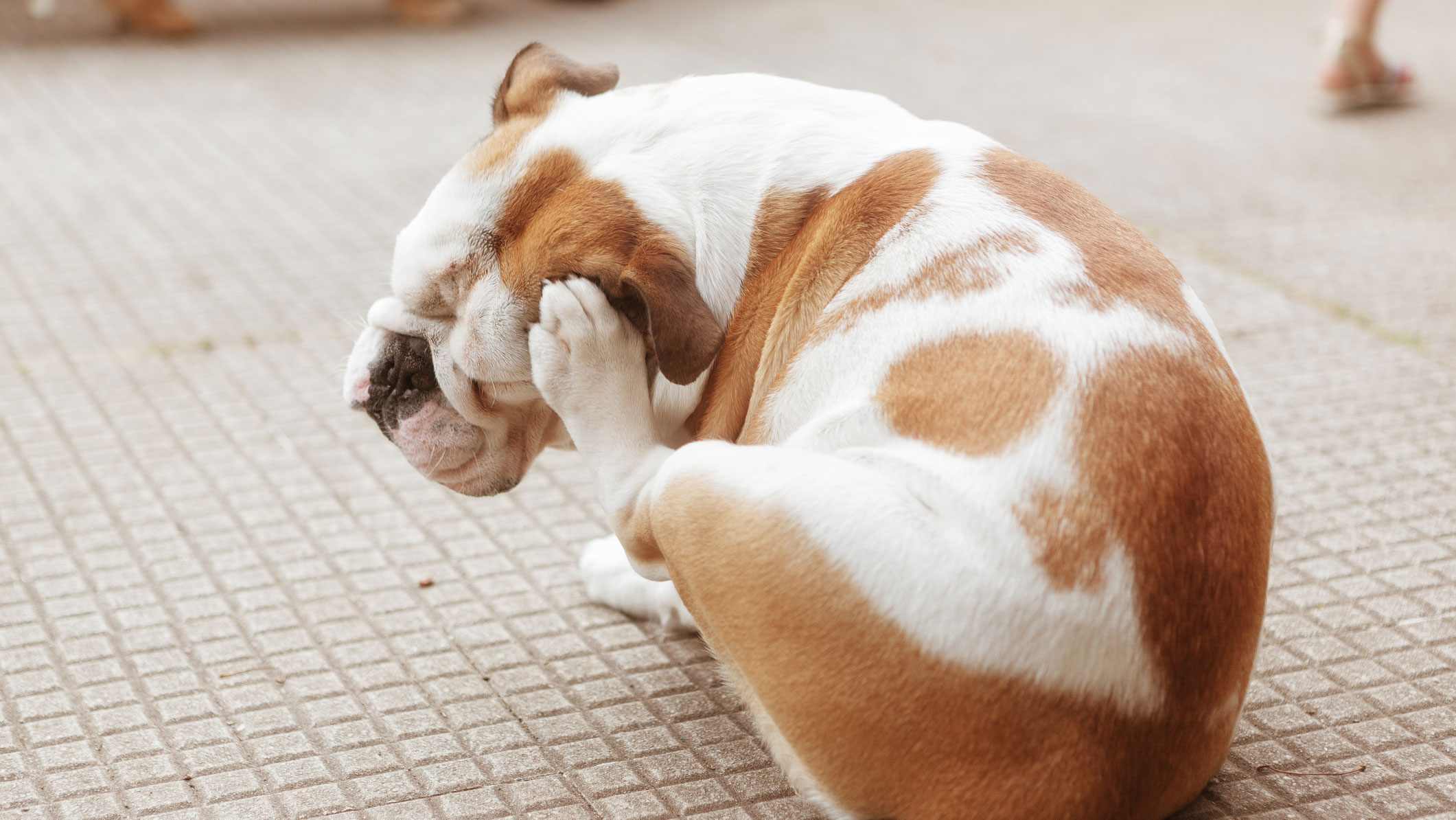 Garlic for store dog ear infection