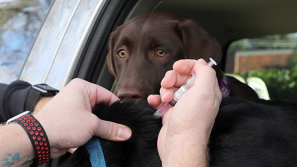 Can Humans Give Dogs The Flu