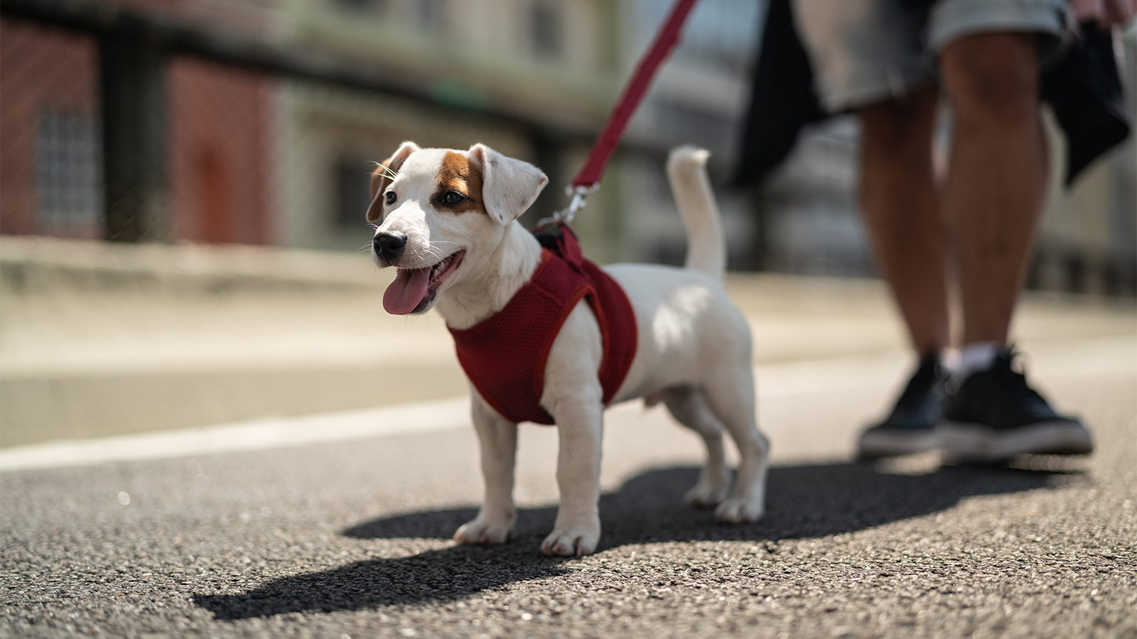 pet on a leash