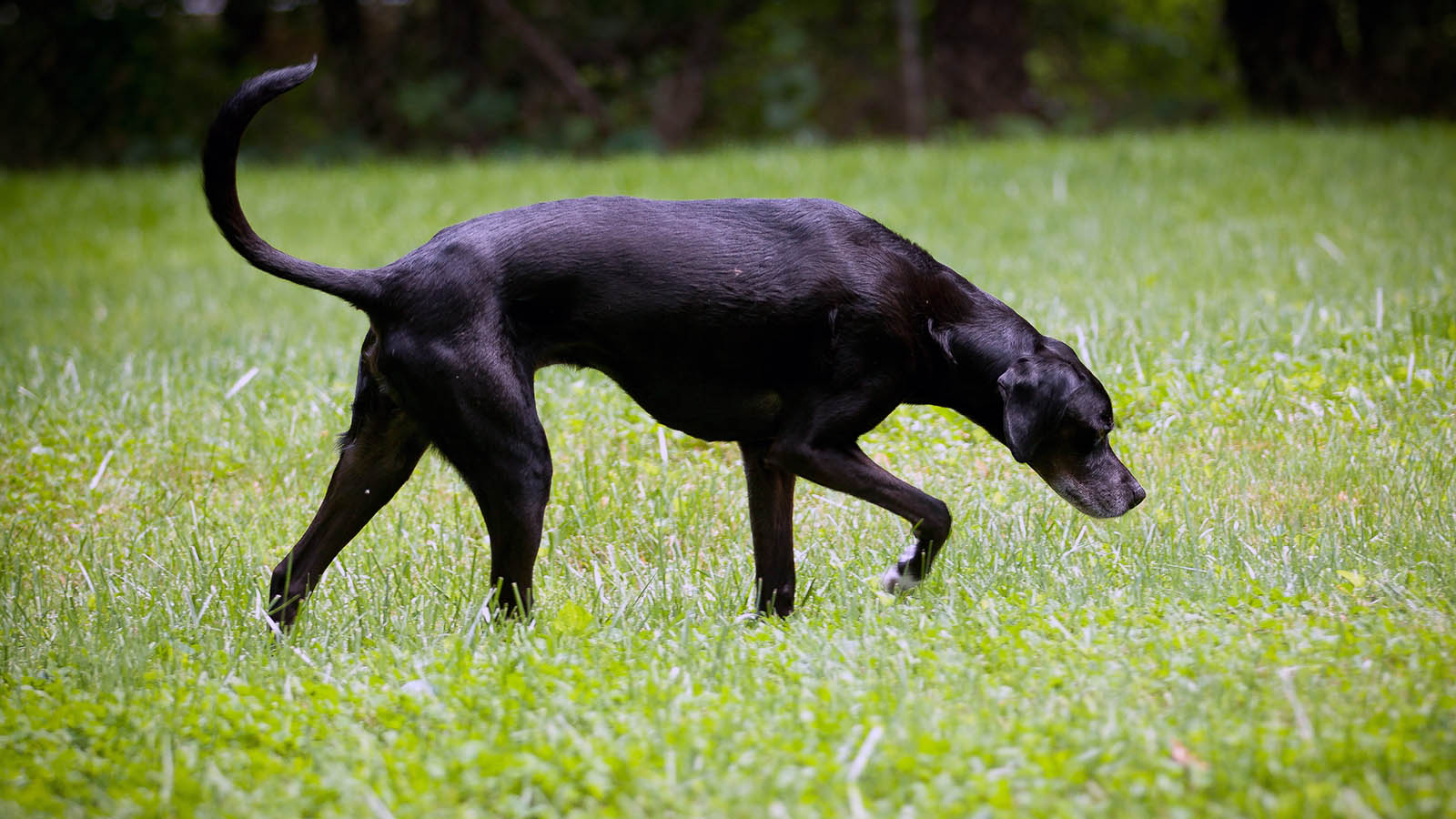 is the nose the most sensitive part of a dog