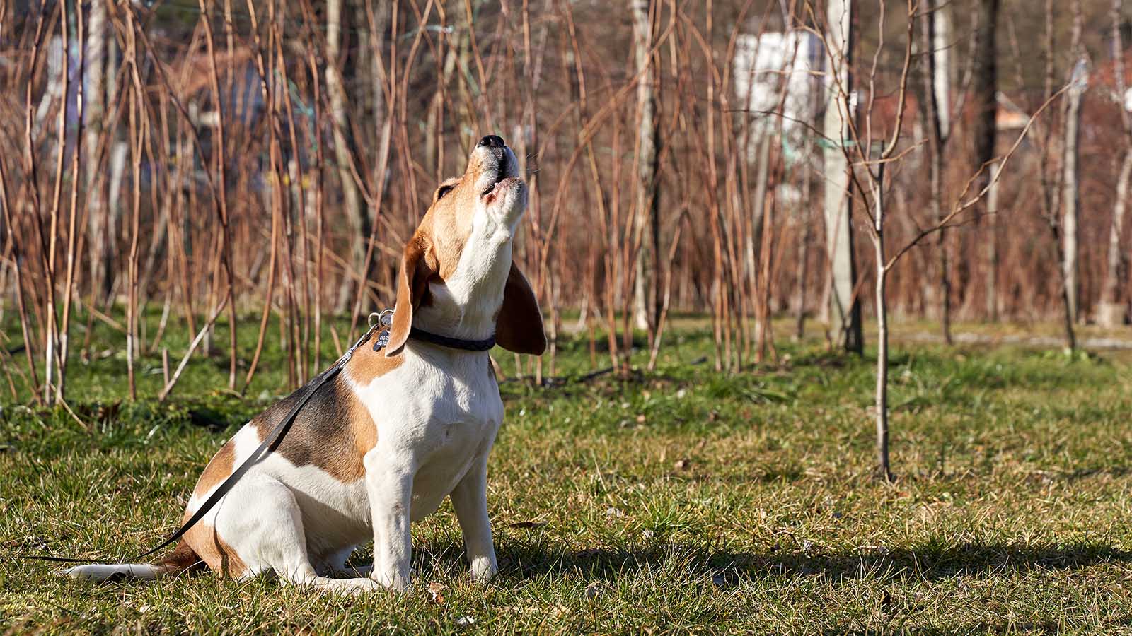 why do beagles howl?