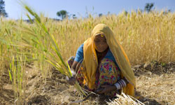Barley crop being harvested in India.  How can we increase our food supply as our arable land decreases?