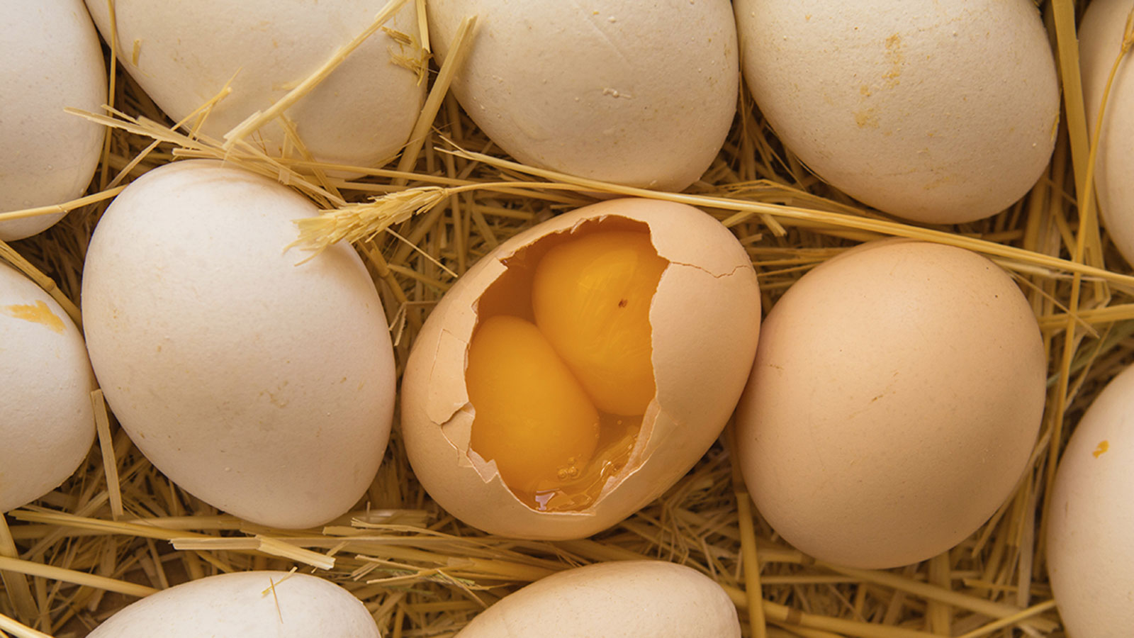 Can you get anything out of hatching non-fertile eggs? - Quora