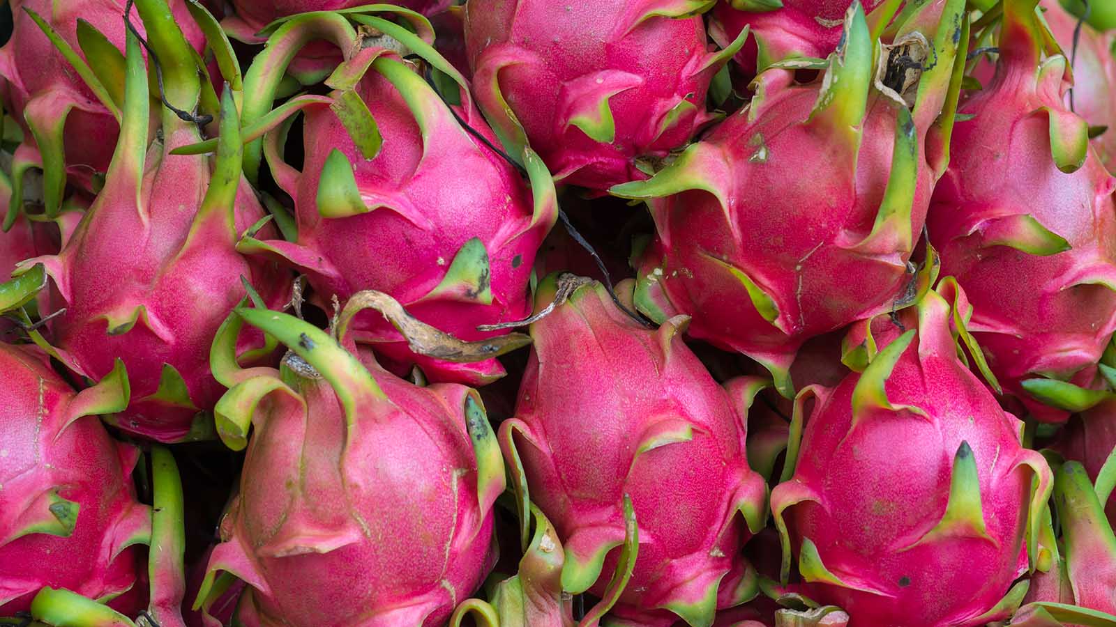 Dragon Fruit Dark Star Vine Plant Pitaya Hylocereus For Sale