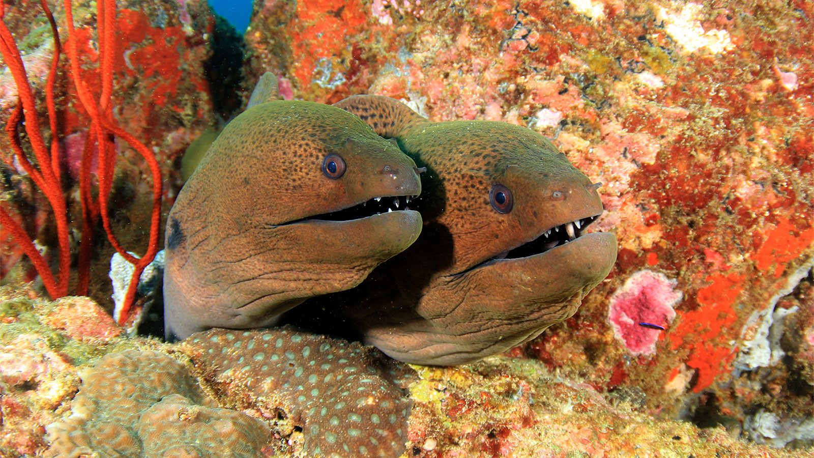 Can You Identify These Australian Fish?