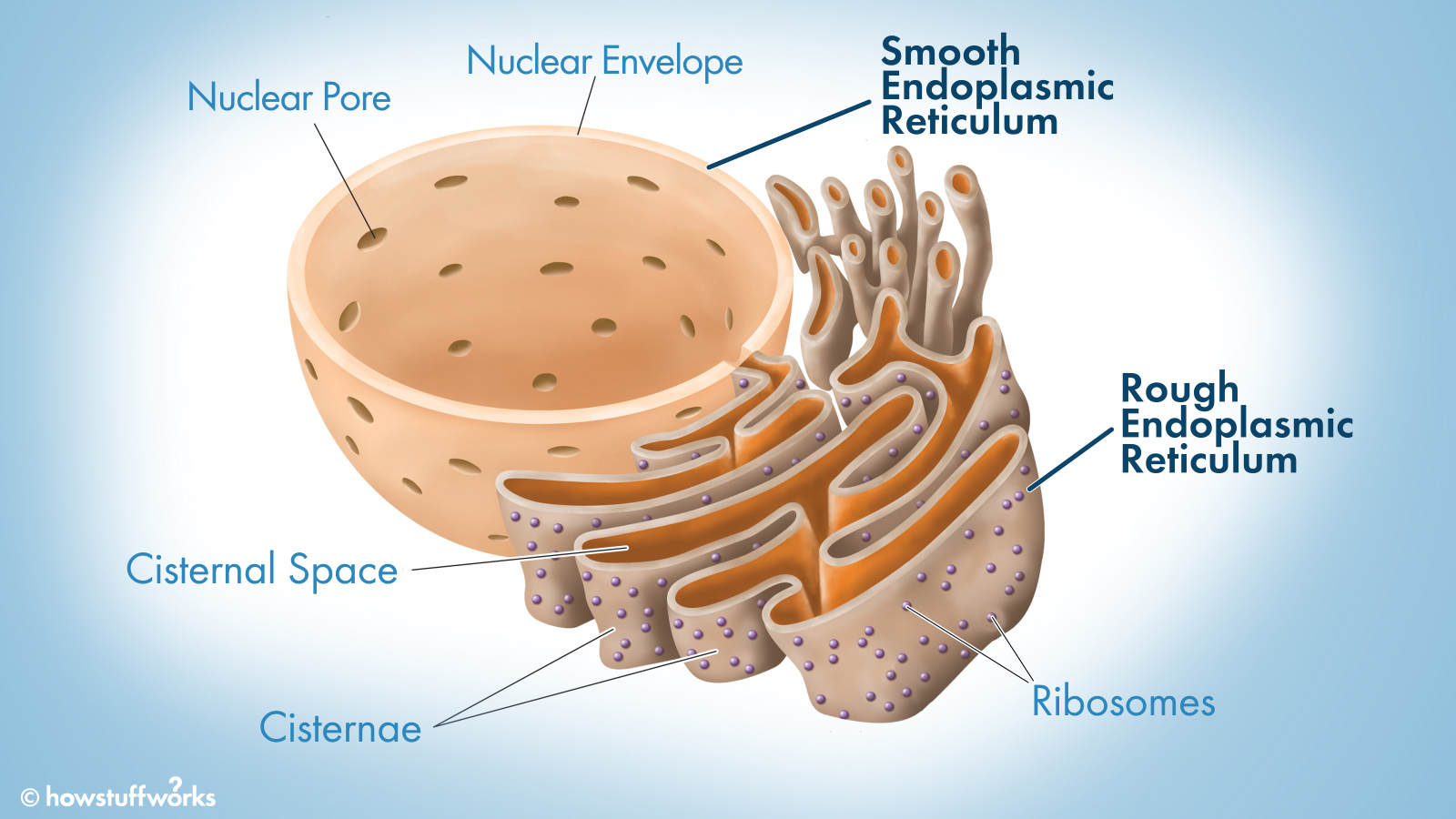 Endoplasmic Reticulum: Rough ER vs. Smooth ER