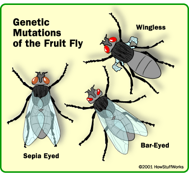 evolution-fly.gif