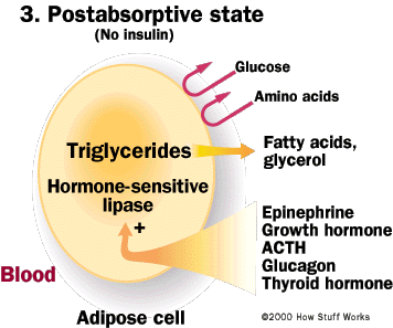 Food Digestion