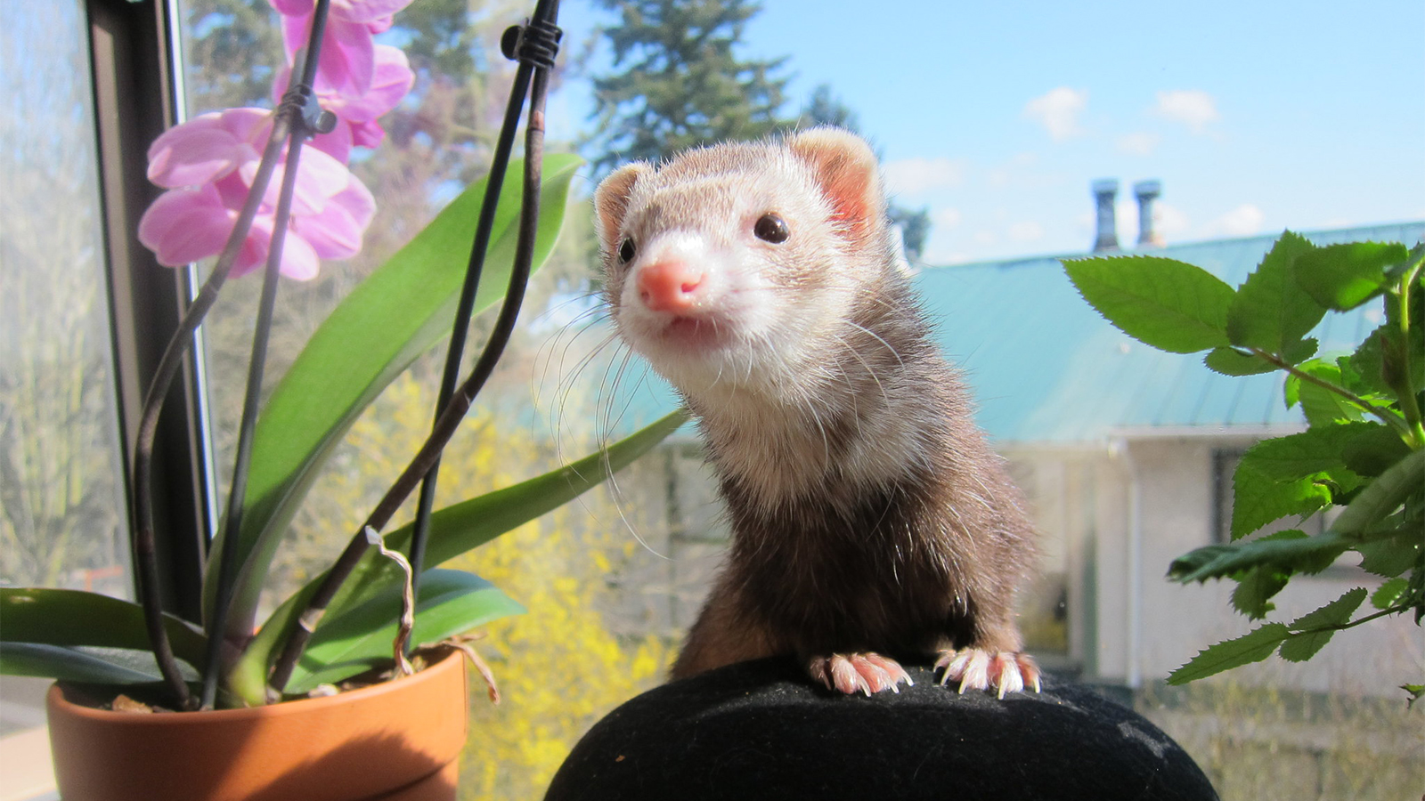 ferrets as pets