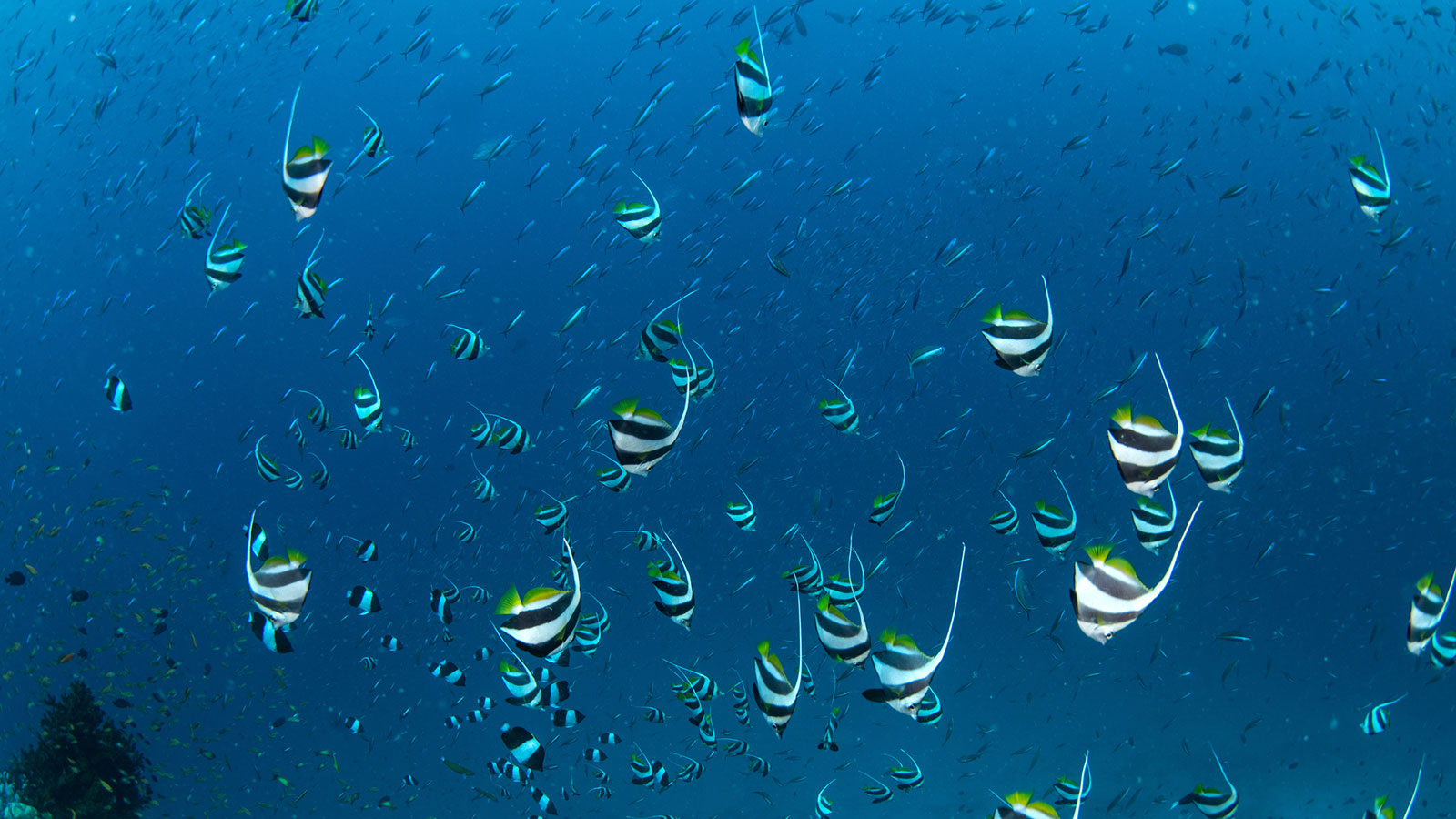 Can You Identify These Australian Fish?