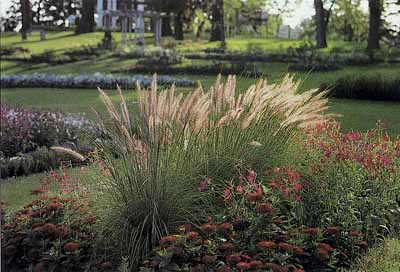 Ornamental Grass Garden Ideas | HowStuffWorks on Ornamental Grass Garden Designs
 id=92682