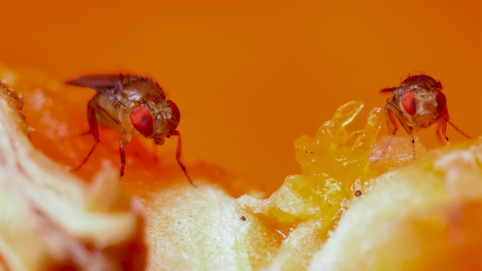 Fruit flies are first known animals that can taste alkaline foods