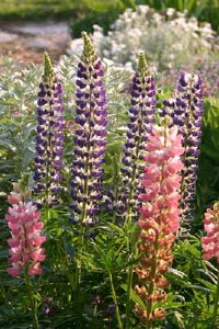 Picture of purple and pink lupines.