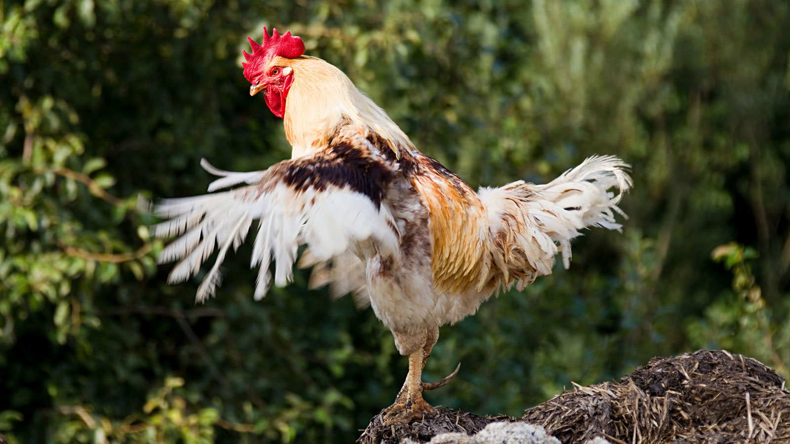 What the Cluck? How a Hen Turned Into a Rooster | HowStuffWorks