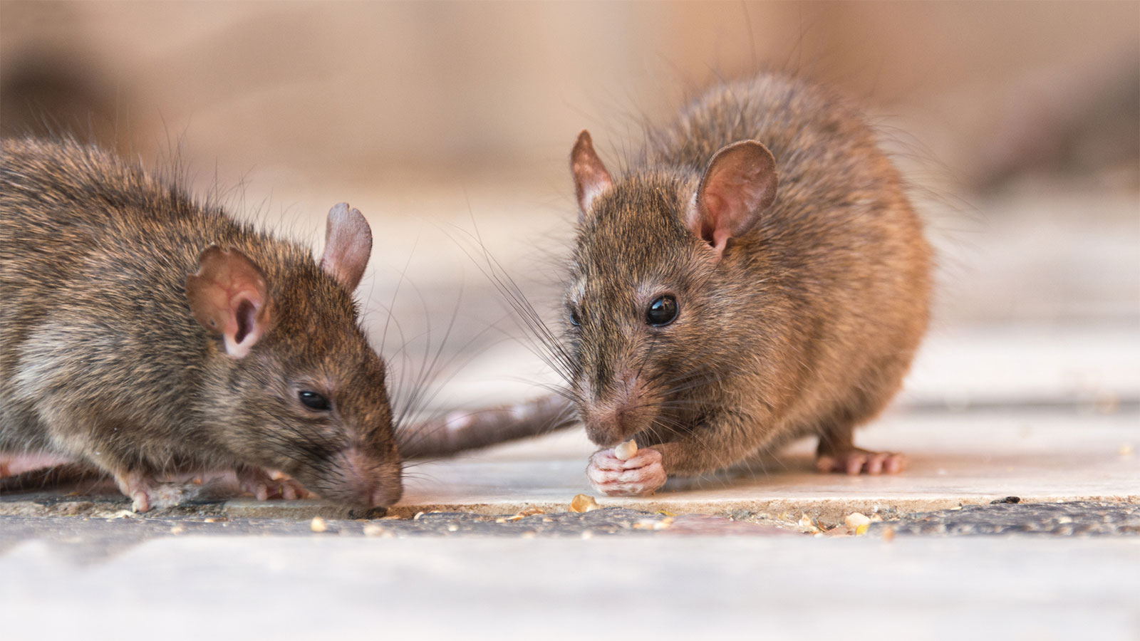 how to get rid of rodents