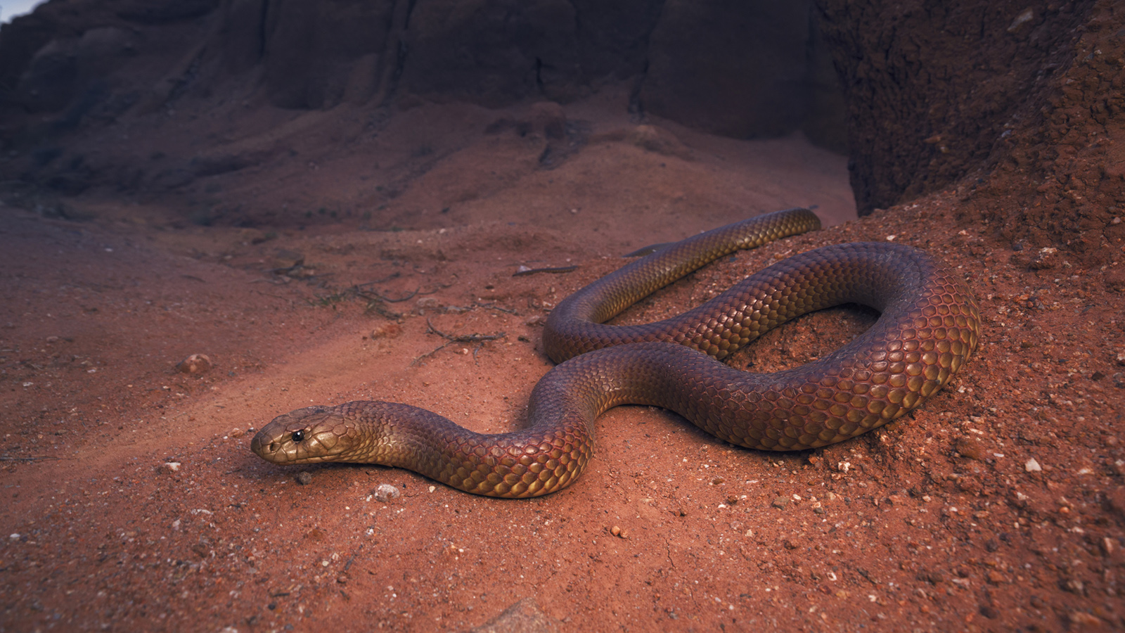 Australian Brown Snakes