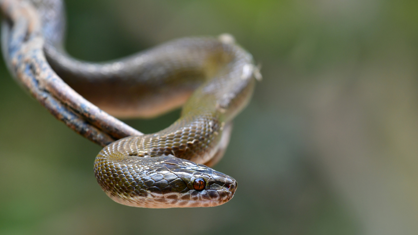 African House Snake Diet