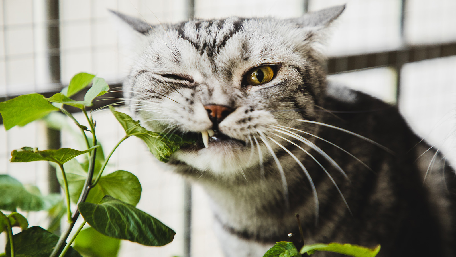 Are Snake Plants Toxic to Cats? Short Answer: Yes | HowStuffWorks