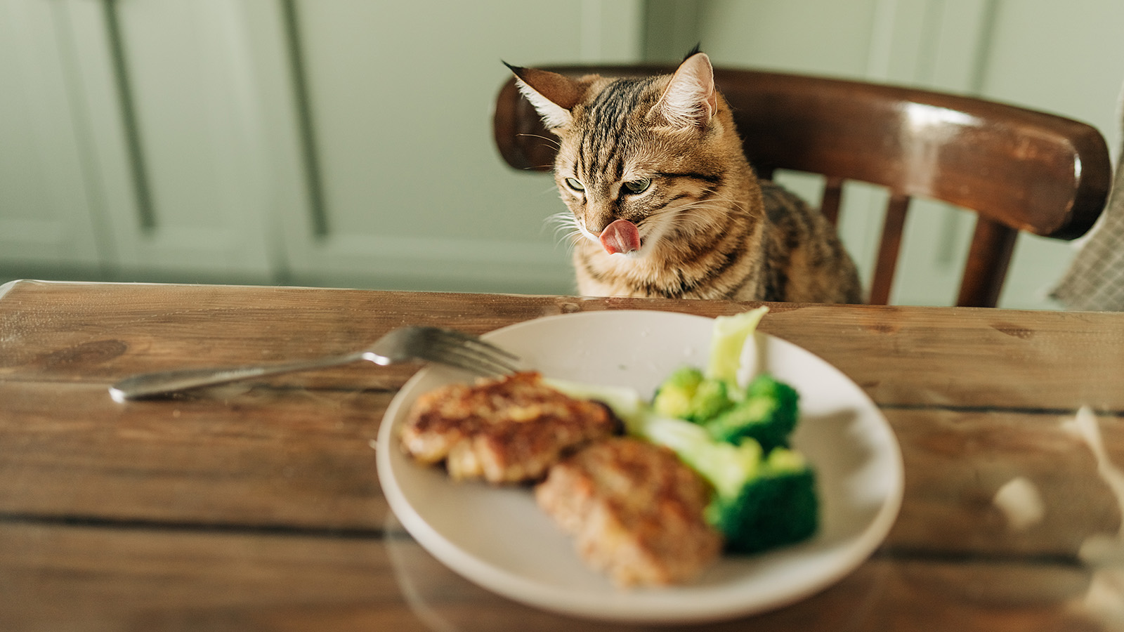 is corn safe for cats