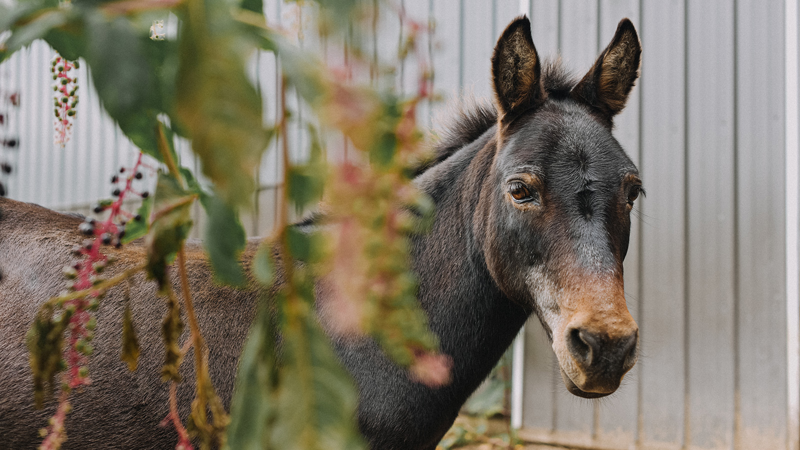 Donkey And Horse Hybrid In Tamil