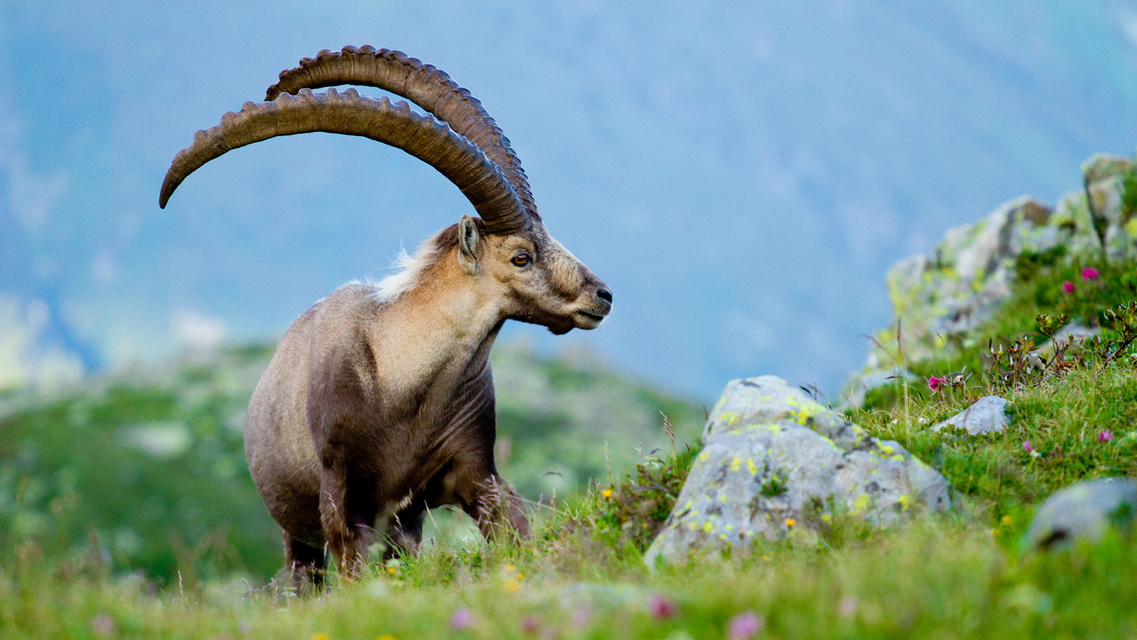 All About Ibex Animal Habits, Environments and Life Cycles 