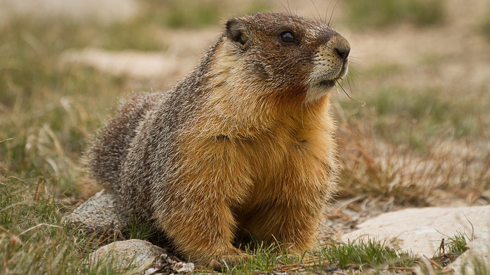 Groundhog Elixir Are Groundhogs Hibernating Now