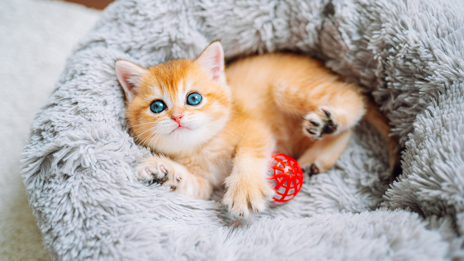Top 100 Cutest Cat Breeds