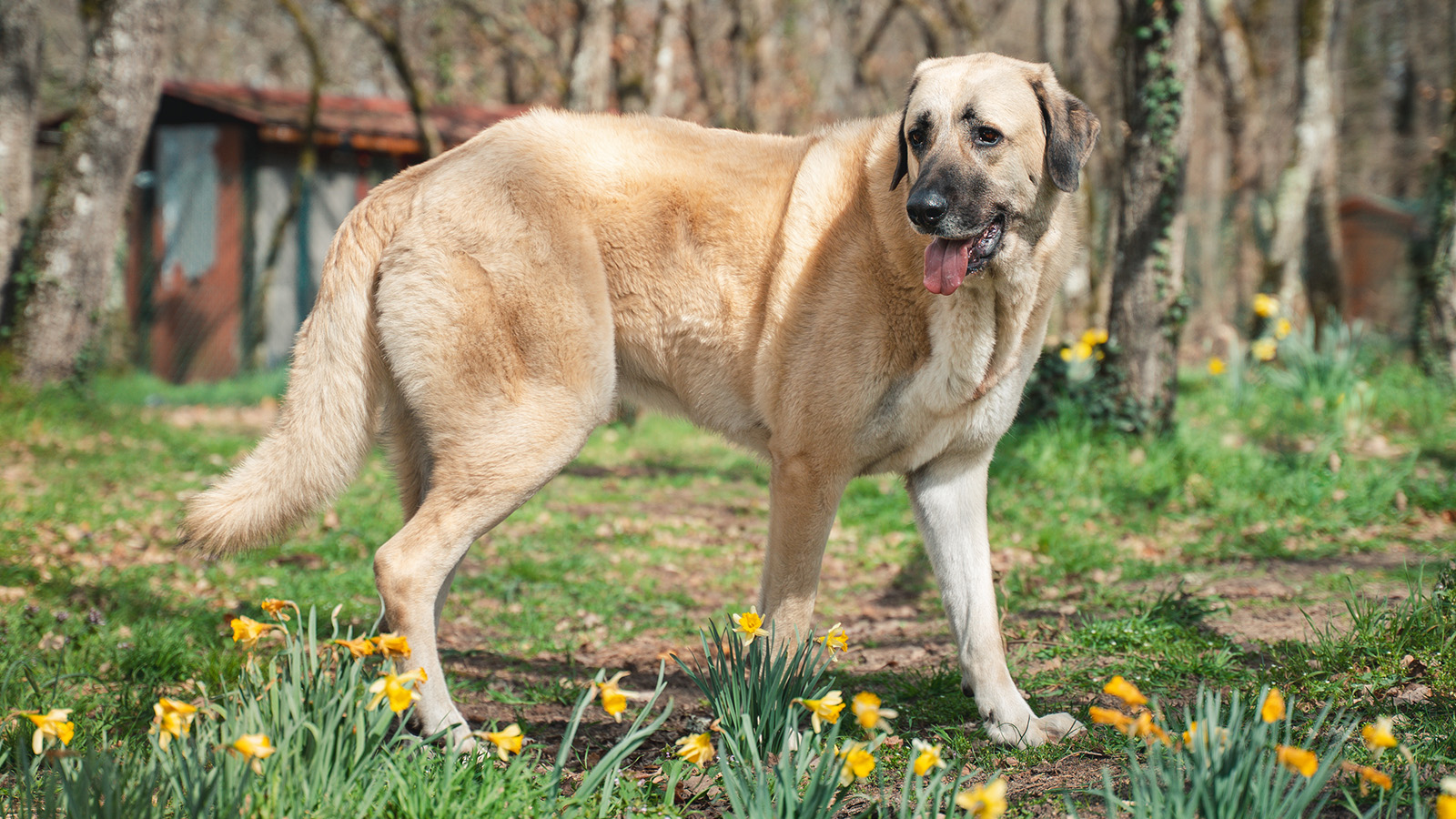 Anatolian Shepherd vs. Kangal: More Than Just Regional Variation |  HowStuffWorks, image size:1600x900