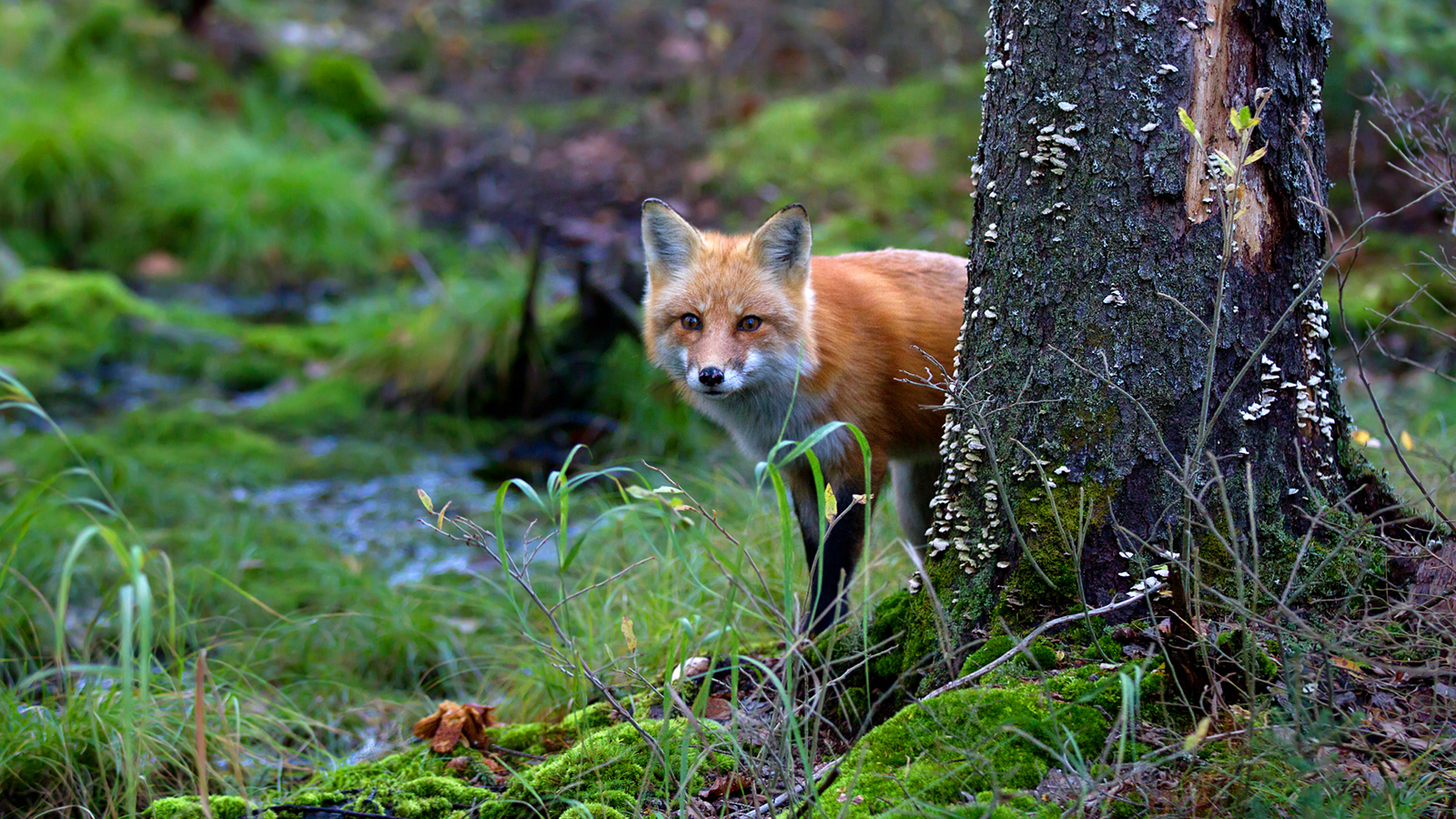 What Are Abiotic Factors Of The Grassland Biome Sciencing Producers,