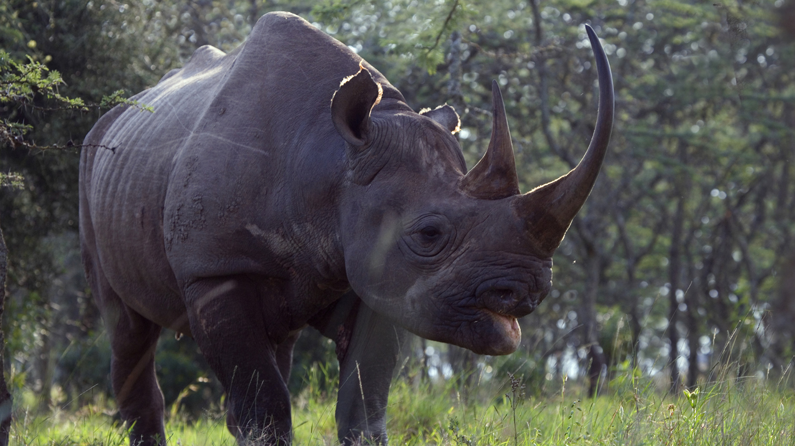 Black Rhino Endangered Animals Hunter Says Killing Rhinos Will Help Black Rhino Endangered Animals Hunter Says Killing Rhinos Will Help