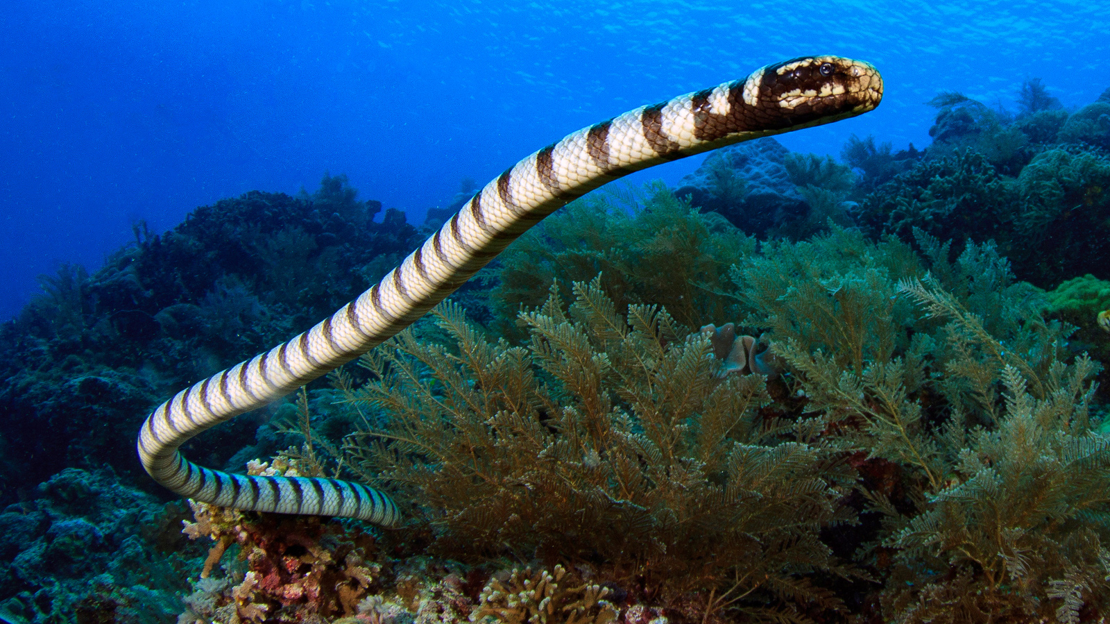 Reef Sea Snakes Photo Of The Week The Banded Sea Snake Reef Sea Snakes Photo Of The Week The Banded Sea Snake