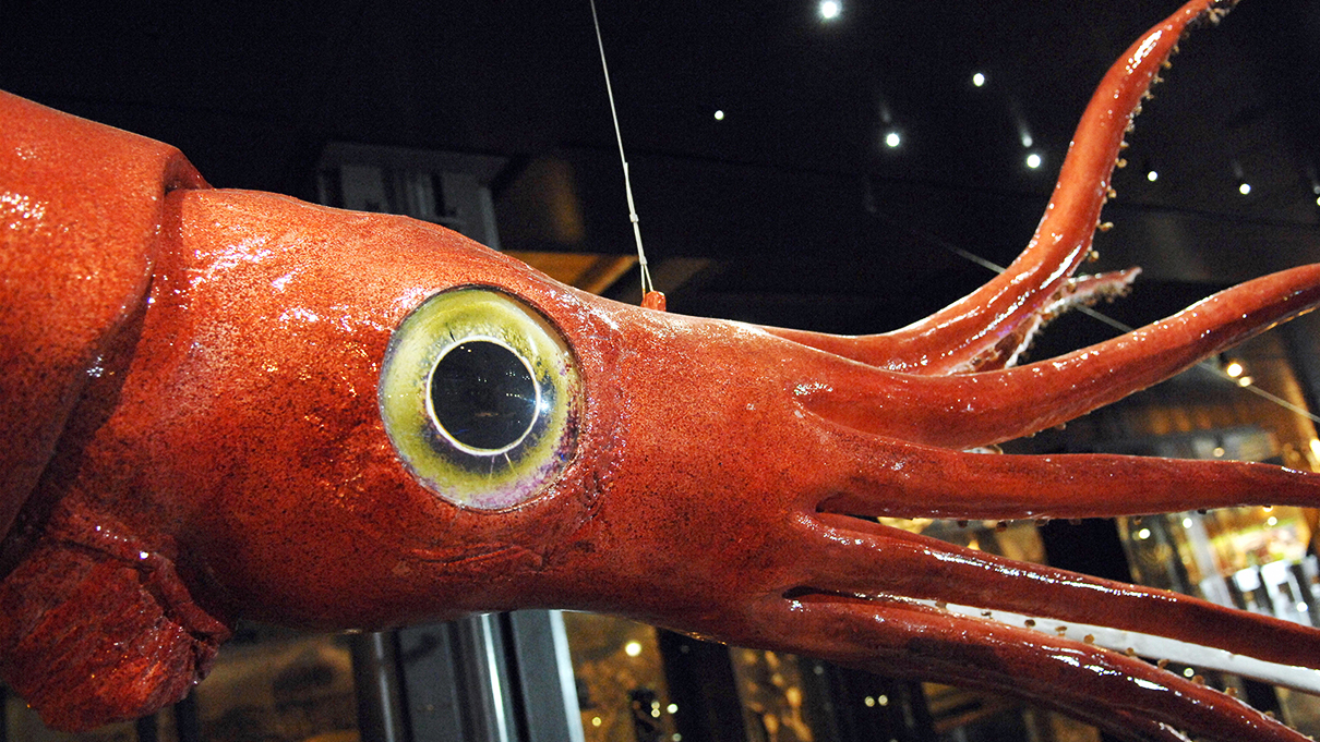 Who Or What Has The Largest Eyes In The World Gunners Ali Ali s 