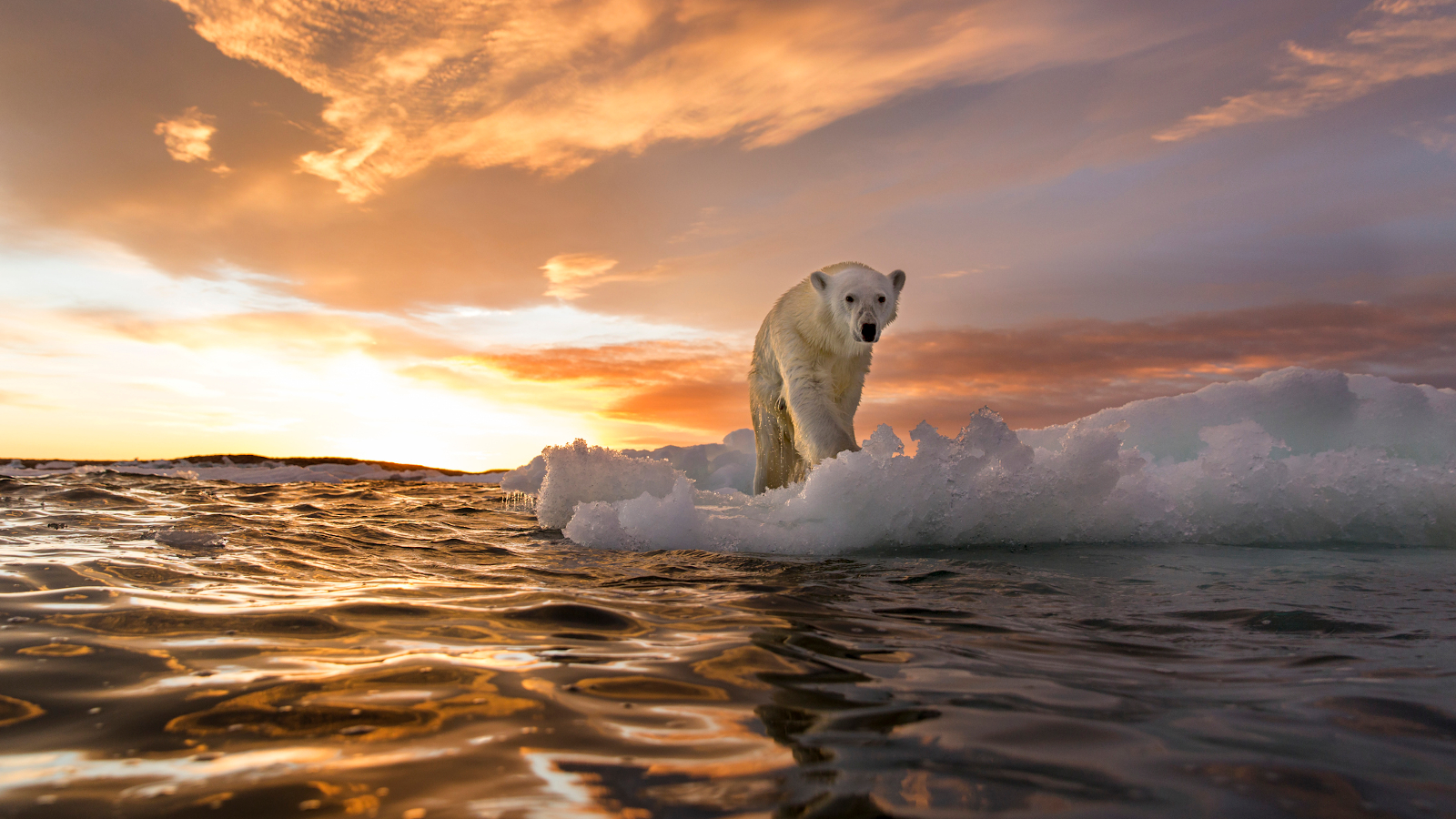 https://cdn.hswstatic.com/gif/global-warming-polar-bear.jpg