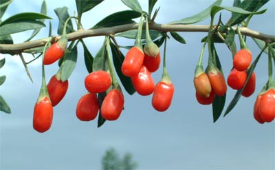 Goji berry plant