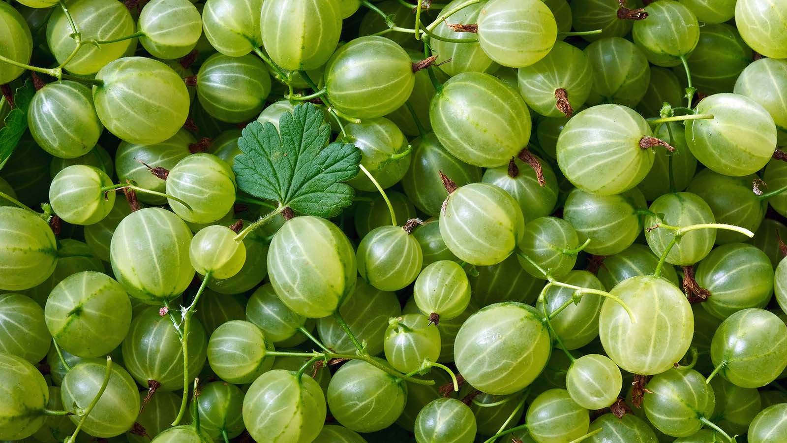  Gooseberries