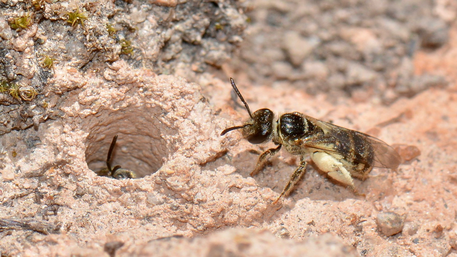 Images Of Ground Bees Ground Nesting Bees Hi Res Stock Photography And Images Of Ground Bees Ground Nesting Bees Hi Res Stock Photography And