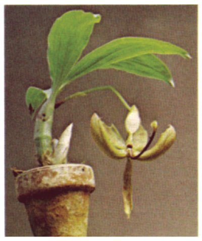 This cycnoches orchid resides in a clay pot, so may require more water than an orchid planted in another medium