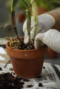 When potting orchids, or repotting them, take care to keep tools clean and work carefully so disease is not spread.