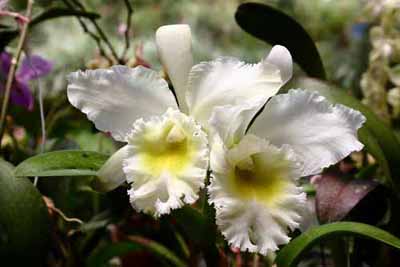 This cattleya orchid is beautiful and easy for those interested in growing orchids to begin with.