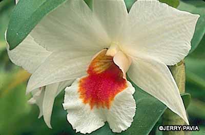 This fire coral dendrobium orchid is a rich example of the results you can achive when you start growing orchids.