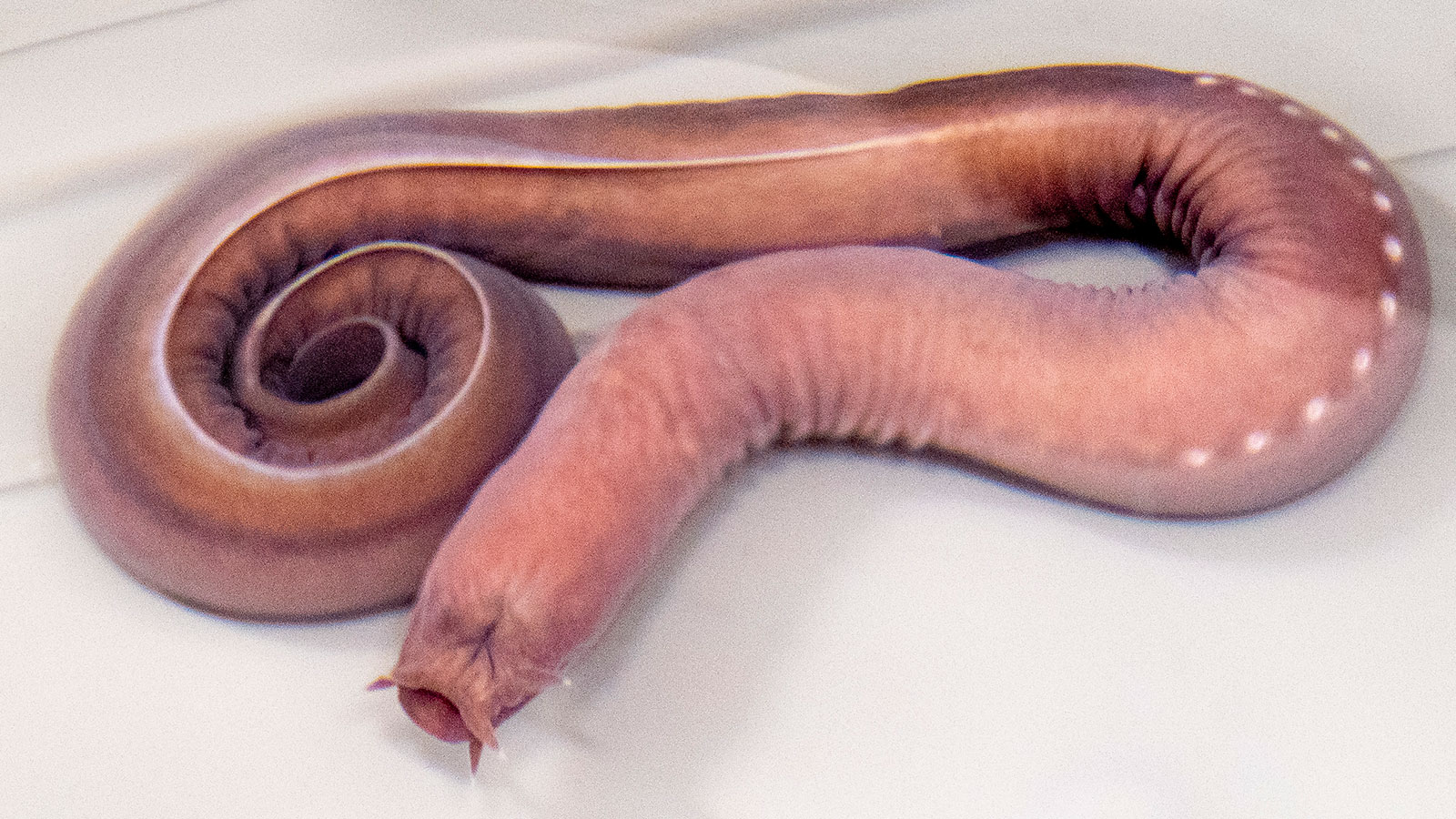 Hagfish: This Eel-like Slime Machine Is a Predator's Nightmare |  HowStuffWorks