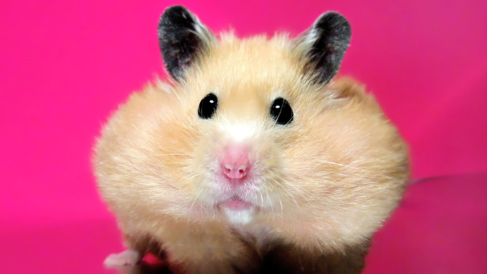 hamster animal